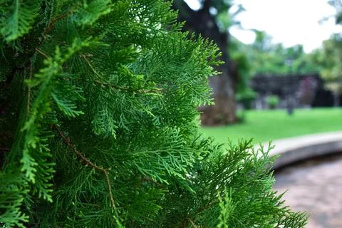Close up of a pine tree at a park in the city Stock Photos