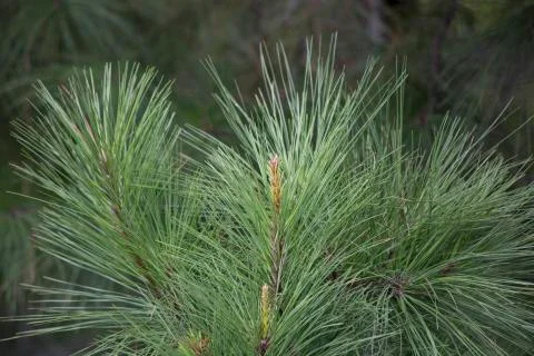 Close Up of Pine Tree Stock Photos