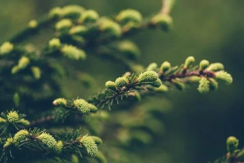 Close up of pine tree Stock Photos