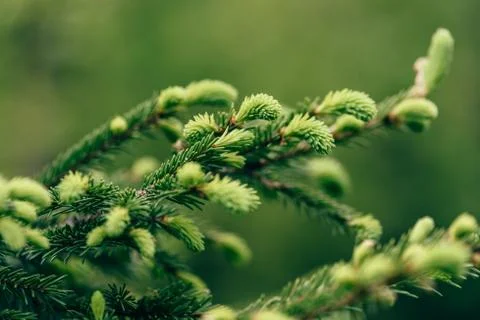 Close up of pine tree Stock Photos