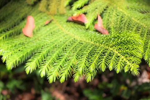 Close up of Pine tree Stock Photos