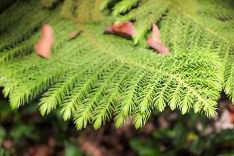 Close up of Pine tree Stock Photos