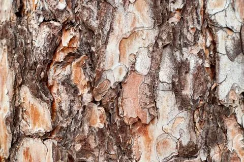 Close-up of a pine tree Stock Photos