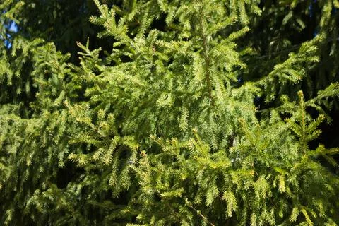 Close up of pine tree Stock Photos