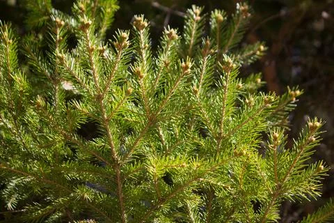 Close up of pine tree Stock Photos