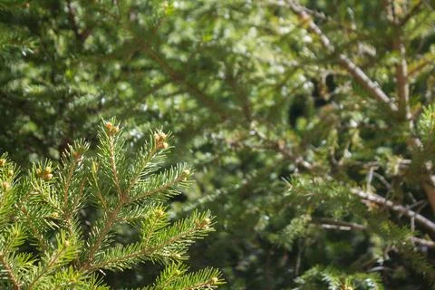 Close up of pine tree Stock Photos
