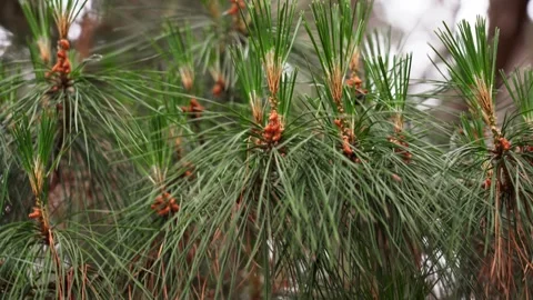 Close up of pine tree (Pinus) branch with pollen cones Stock Footage 333621829