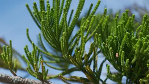 Close up a pine tree (slow motion) Stock Footage 300849775