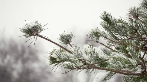 Close up Pine tree snow blizzard Staffordshire England December 2017 2 Stock Footage 83311524