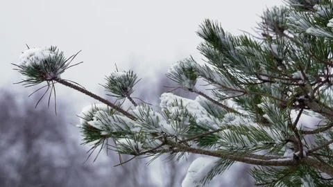 Close up Pine tree snow blizzard Staffordshire England December 2017 Stock Footage 83311907