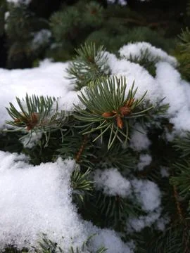 Close up of a pine tree with snow on it Stock Photos