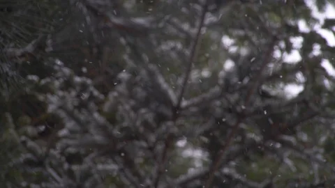 Close up of pine tree on snow. spruce branch under falling snow flakes Stock Footage 100211416