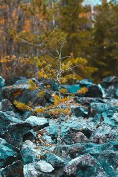 A close-up of a pine tree on the stones Stock Photos