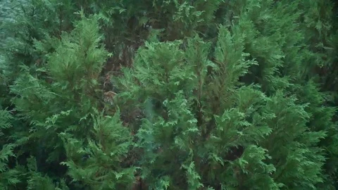 Close up Pine Tree in storm - Slow motion Stock Footage 90796443