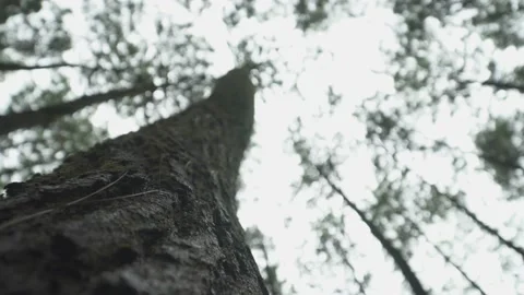 Close up of pine tree trunk in the forest. camera looking up. Stock Footage 168045701