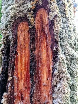 Close Up of Pine Tree Trunk with Fresh Resin Flow in a Forest Stock Photos