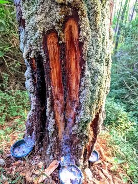 Close Up of Pine Tree Trunk with Fresh Resin Flow in a Forest Stock Photos