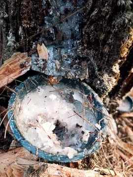 Close Up of Pine Tree Trunk with Fresh Resin Flow in a Forest Stock Photos