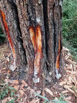 Close Up of Pine Tree Trunk with Fresh Resin Flow in a Forest Stock-Fotos