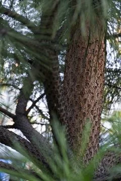 Close-Up of Pine Tree Trunk with Green Needles Stock Photos