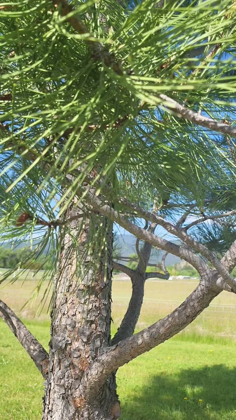 Close up of Pine Tree Trunk with Needles Blowing in Wind Sunny Day Stock-Footage 339513170