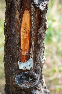 A close up of a pine tree trunk with resin coming out of it in Tulungagung, E Stock-Fotos
