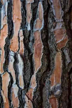 Close-up of a pine tree trunk showing its wood texture. Stock Photos