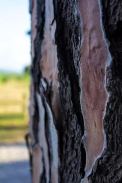 Close-up of a pine tree trunk showing its wood texture. Stock Photos