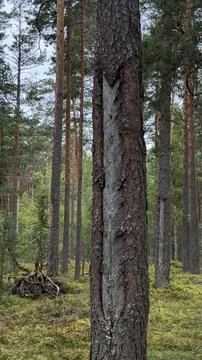 Close-up of a pine tree trunk showing detailed chevron-shaped scars from Stock Photos