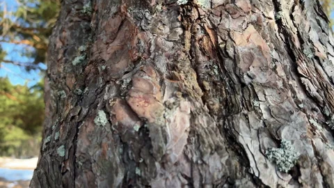 Close-up pine tree trunk texture. Sunny fir tree bark in forest. Wild woods Stock Footage 267034399