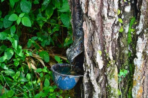 Close up of a pine tree where the sap is taken. Stock Photos