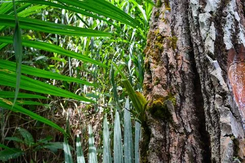 Close up of a pine tree where the sap is taken. Stock Photos