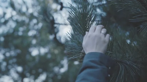 Close up of a pine tree, while a woman feels the tree branch. Video stock 126724321