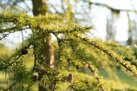 Close up of pine tree young brunches in spring Stock Photos