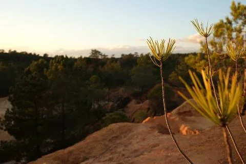 Close-up to pine trees branches with forest and sky Stock Photos