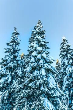 Close up of pine trees covered with heavy snow on cold evening. Stock Photos