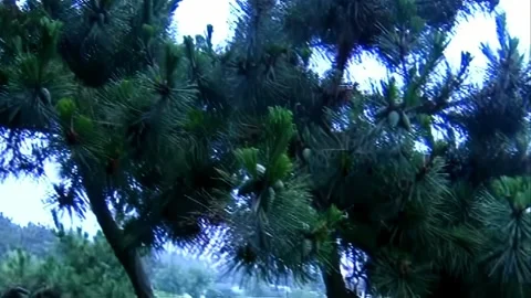 Close-up of pine trees in park Stock Footage 253772807