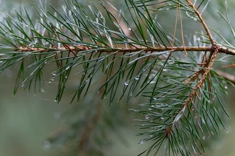 Close up from Pine trees Stock Photos