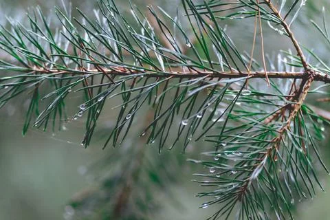 Close up from Pine trees Stock Photos