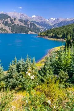 Close up on the pine trees on the shore on Heavenly lake of Xinjiang, China Stock Photos