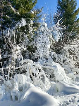 Close-up of pine trees in the snow Stock Photos