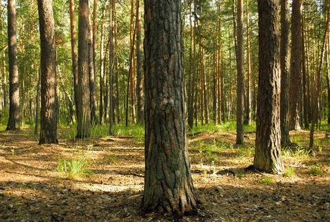 A close-up of a pine trunk and its bark against a backdrop of sunlit grass Foto stock
