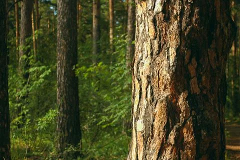 Close-up of a pine trunk and its bark and protruding resin lit by sunlight Stock Photos
