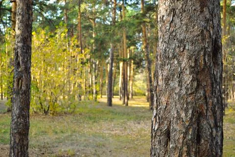 Close-up of a pine trunk and its bark in an autumn forest Stock Photos