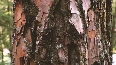 Close-up of a pine trunk bark - Forest in India, Parvati Valley - Himachal Vídeo Stock 237508383