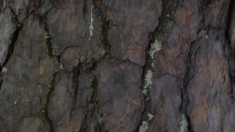 Close-up of a pine trunk with brown embossed bark in the forest. Stock Footage 118825714