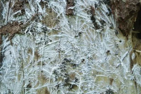 A close up of a pine trunk, eaten by bark beetles, Moscow region, Russia. Stock-Fotos