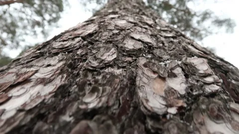 Close-up pine trunk Stock Footage 225444020