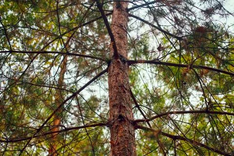 Close-up of pine trunk growing in the forest. Stock Photos
