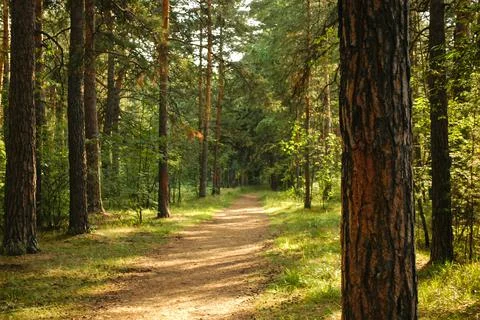 Close-up of a pine trunk in the shade against the background of a path lit Stock-Fotos